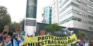 Protesters dressed in shark and dolphin costumes stand in front of Mexico's Environment Ministry building with a sign saying in Spanish, "Let's protect our whales."