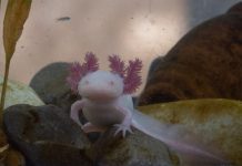 The axolotl's habitat is limited to the canals running through the chinampas (artificial islands) of Xochimilco, one of Mexico City’s southernmost boroughs.