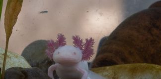 The axolotl's habitat is limited to the canals running through the chinampas (artificial islands) of Xochimilco, one of Mexico City’s southernmost boroughs.
