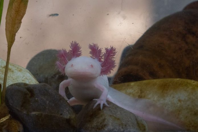 The axolotl's habitat is limited to the canals running through the chinampas (artificial islands) of Xochimilco, one of Mexico City’s southernmost boroughs.