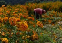 Field of damaged cempasuchil marigold flowers in Xochimilco in Mexico City