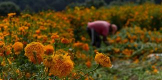 Field of damaged cempasuchil marigold flowers in Xochimilco in Mexico City