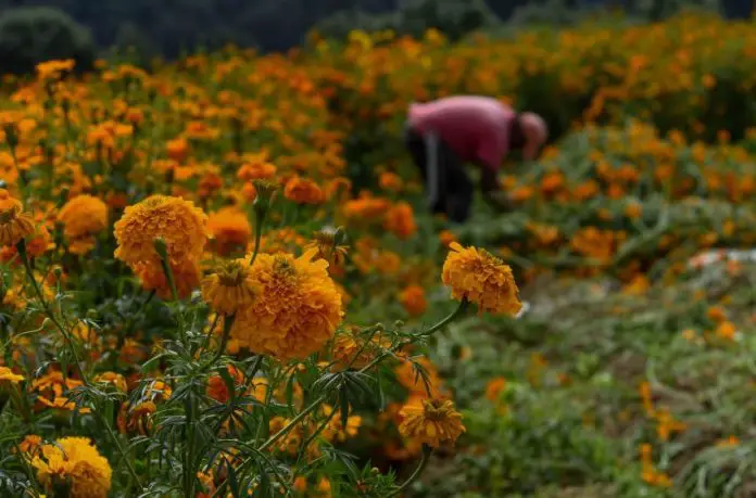 Field of damaged cempasuchil marigold flowers in Xochimilco in Mexico City