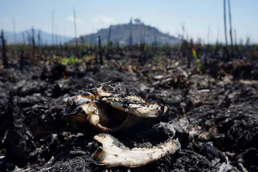 A drought at Lake Patzcuaro, part of Mexico's water crisis