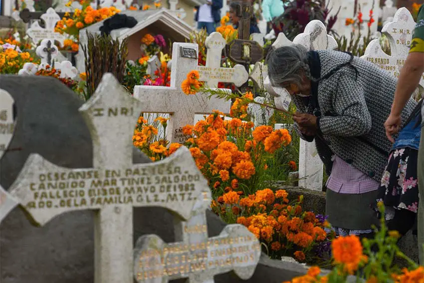 Elderly woman placing orange cempasuchil marigold flowers at a gravesite in a cemetary full of white crosses as markets.