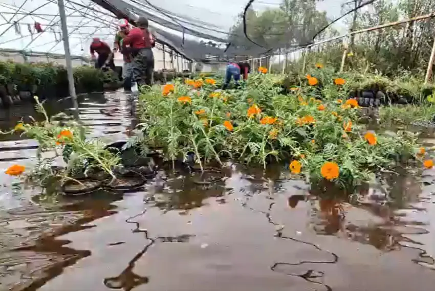 Damaged cempasuchil flowers in a Mexico City greenhouse with workers tending to flowers