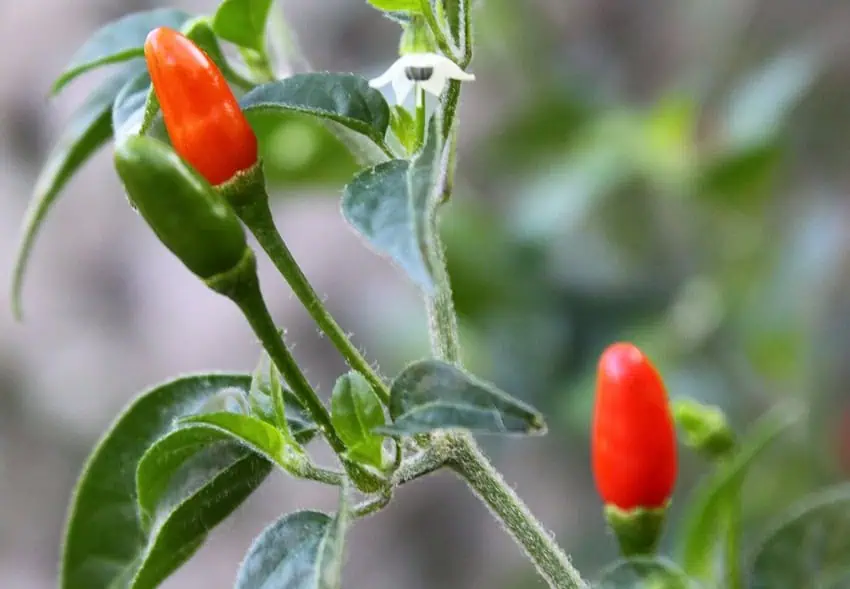 Taste of Mexico: Chile piquín