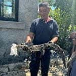 40 crocodiles escape flooded Acapulco sanctuary after Hurricane John Approximately 35 crocodiles are still on the loose after they escaped their enclosure in Acapulco.