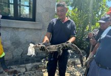 Approximately 35 crocodiles are still on the loose after they escaped their enclosure in Acapulco.