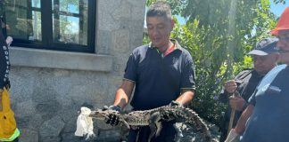 Approximately 35 crocodiles are still on the loose after they escaped their enclosure in Acapulco.