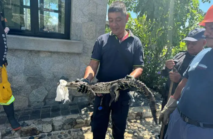 Approximately 35 crocodiles are still on the loose after they escaped their enclosure in Acapulco.