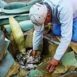 Kneeling man leans into earth oven surrounded by maguey leaves during pit cooking process.