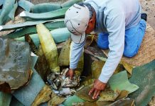 Kneeling man leans into earth oven surrounded by maguey leaves during pit cooking process.