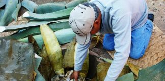 Kneeling man leans into earth oven surrounded by maguey leaves during pit cooking process.