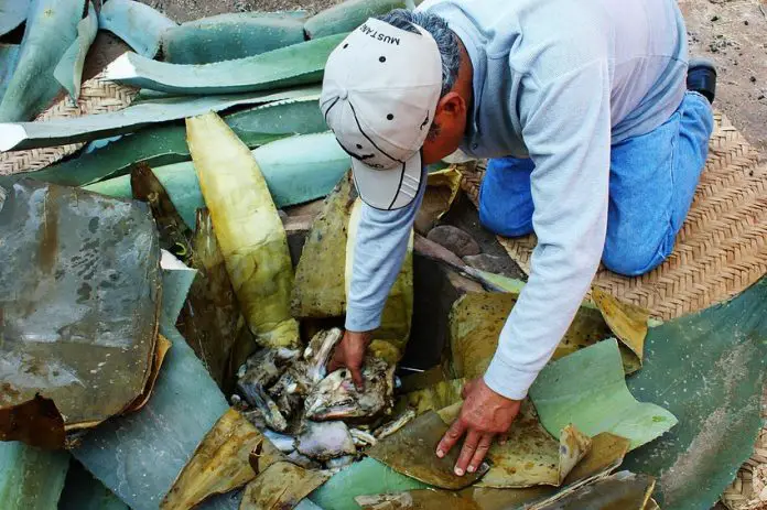 Kneeling man leans into earth oven surrounded by maguey leaves during pit cooking process.