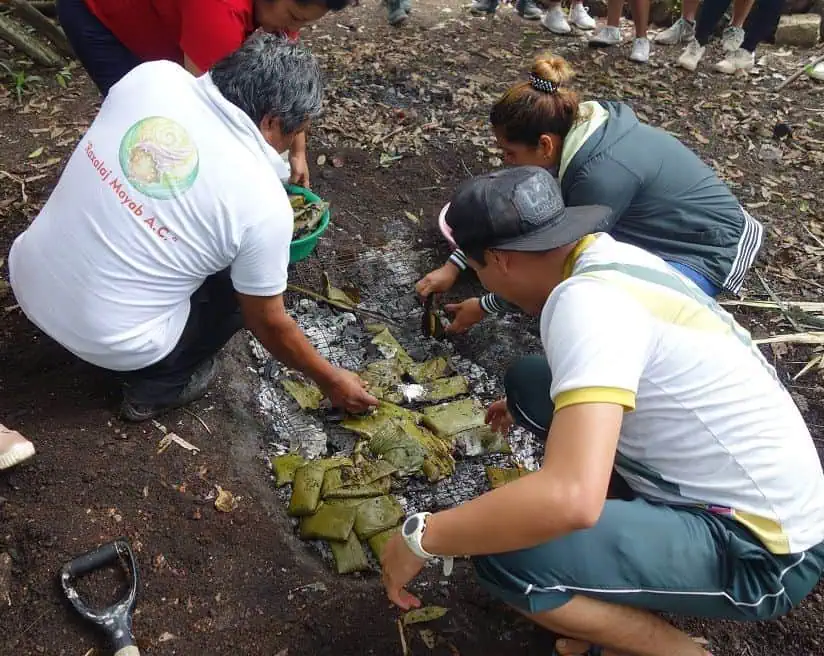 People burying food in an earth oven or pib, used for pit cooking