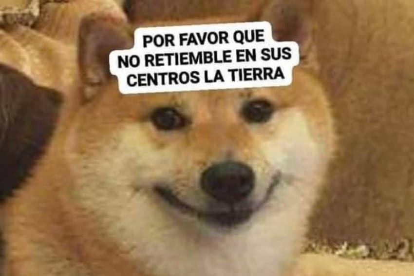 Shiba Inu mirando al espectador