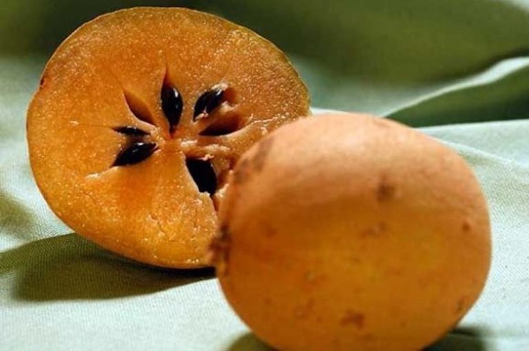 Taste of Mexico Chicozapote