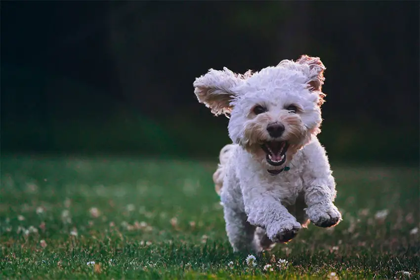 A white fluffy dog runs across a green lawn