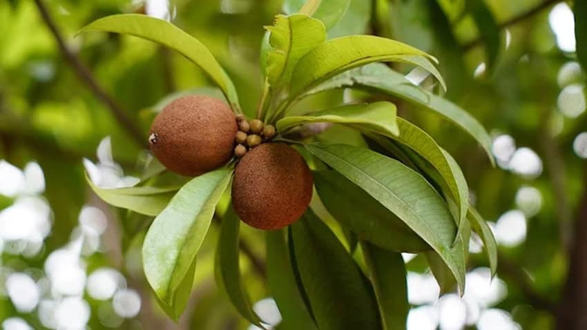 Chicozapote en un árbol