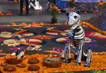 A paper mache dog skeleton sits on a bed of marigolds at a Day of the Dead altar in Mexico City.