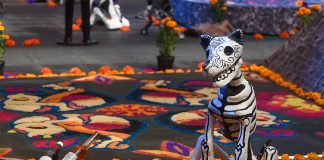 A paper mache dog skeleton sits on a bed of marigolds at a Day of the Dead altar in Mexico City.