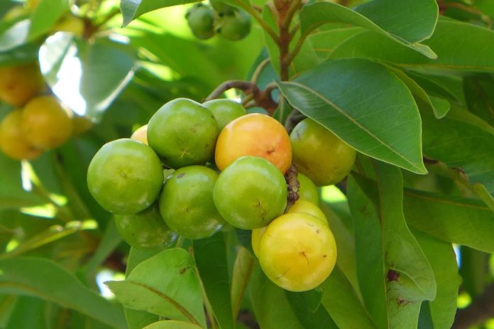 Mexican nance fruit