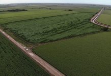 A field of Bayer short corn