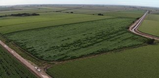 A field of Bayer short corn
