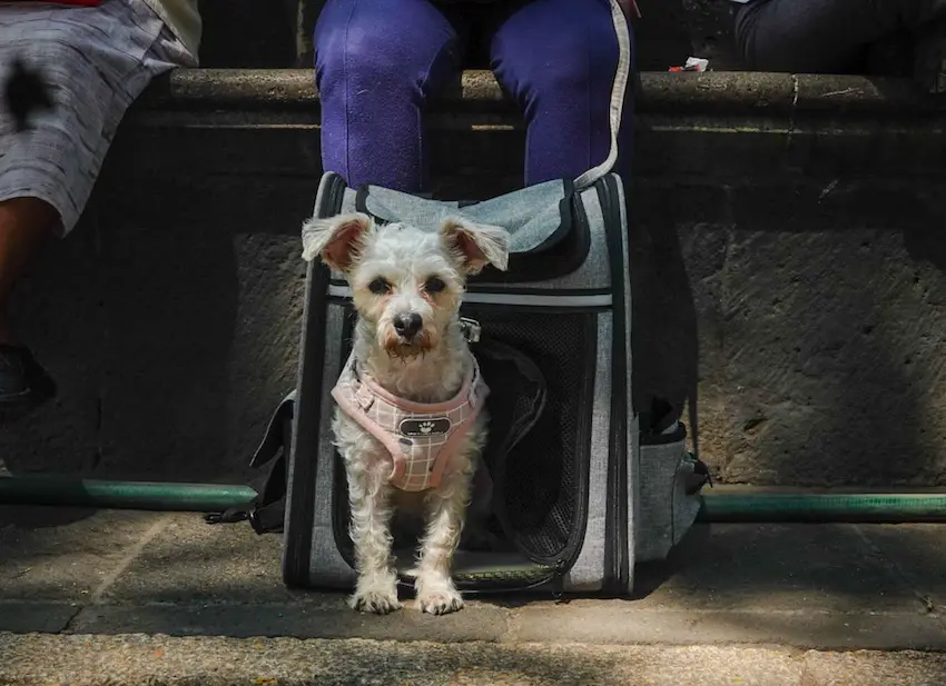 Dogs accompany their owner during the Sunday Walk on Avenida Paseo de la Reforma.