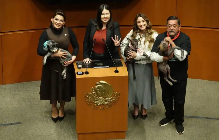 Mexico passes historic animal protection legislation