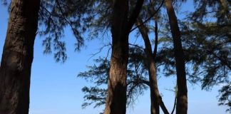 Los Pinos beach, Veracruz