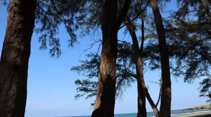 Los Pinos beach, Veracruz