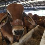 Cows in an outdoor corral in a row. The first one is looking at the camera