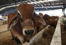 Cows in an outdoor corral in a row. The first one is looking at the camera