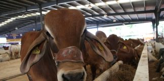 Cows in an outdoor corral in a row. The first one is looking at the camera