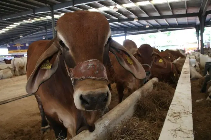 Cows in an outdoor corral in a row. The first one is looking at the camera