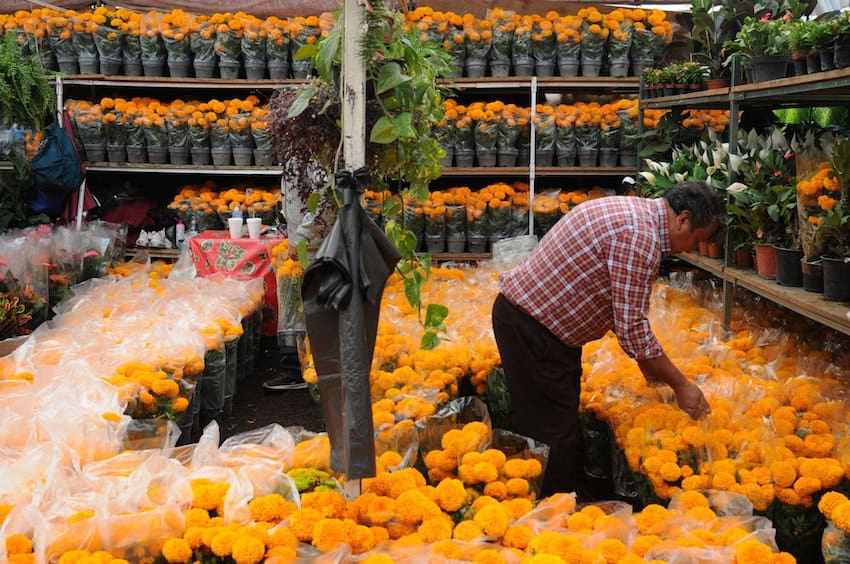 A seller in the Xochimilco plant market is already beginning to offer the cempasuchil flower for the day of the dead.