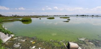 Contaminated water at the Bordo San Jerónimo, Mexico