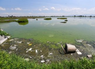 Contaminated water at the Bordo San Jerónimo, Mexico