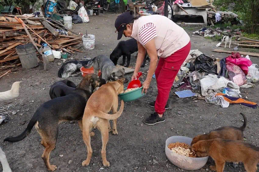 A woman feeds stray dogs