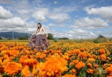 What’s the story behind the cempasúchil, Mexico’s ‘flower of the dead’?