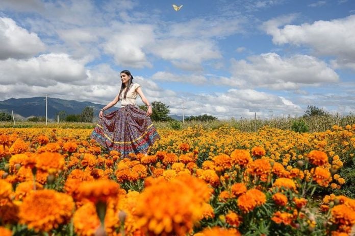 A few pictures from fields of flowers, harvested to decorate Oaxaca during day of the dead.
