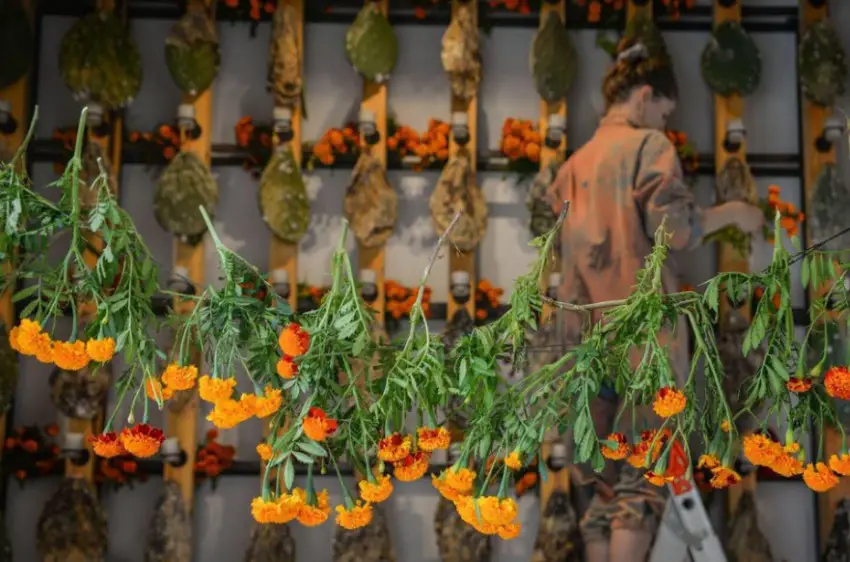 What happens to Day of the Dead marigolds after November?