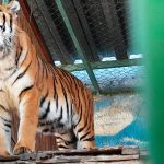 A Bengal tiger standing next to the bars of an enclosure at a wildlife refuge in Mexico