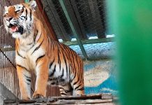 A Bengal tiger standing next to the bars of an enclosure at a wildlife refuge in Mexico