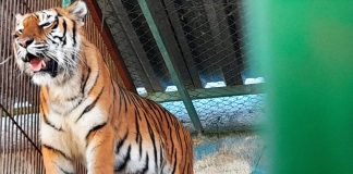 A Bengal tiger standing next to the bars of an enclosure at a wildlife refuge in Mexico