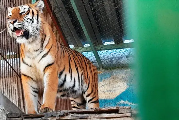 A Bengal tiger standing next to the bars of an enclosure at a wildlife refuge in Mexico