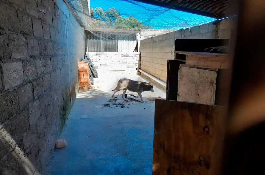 Side view of a gray wolf in walking in a long, narrow courtyard of a residence.