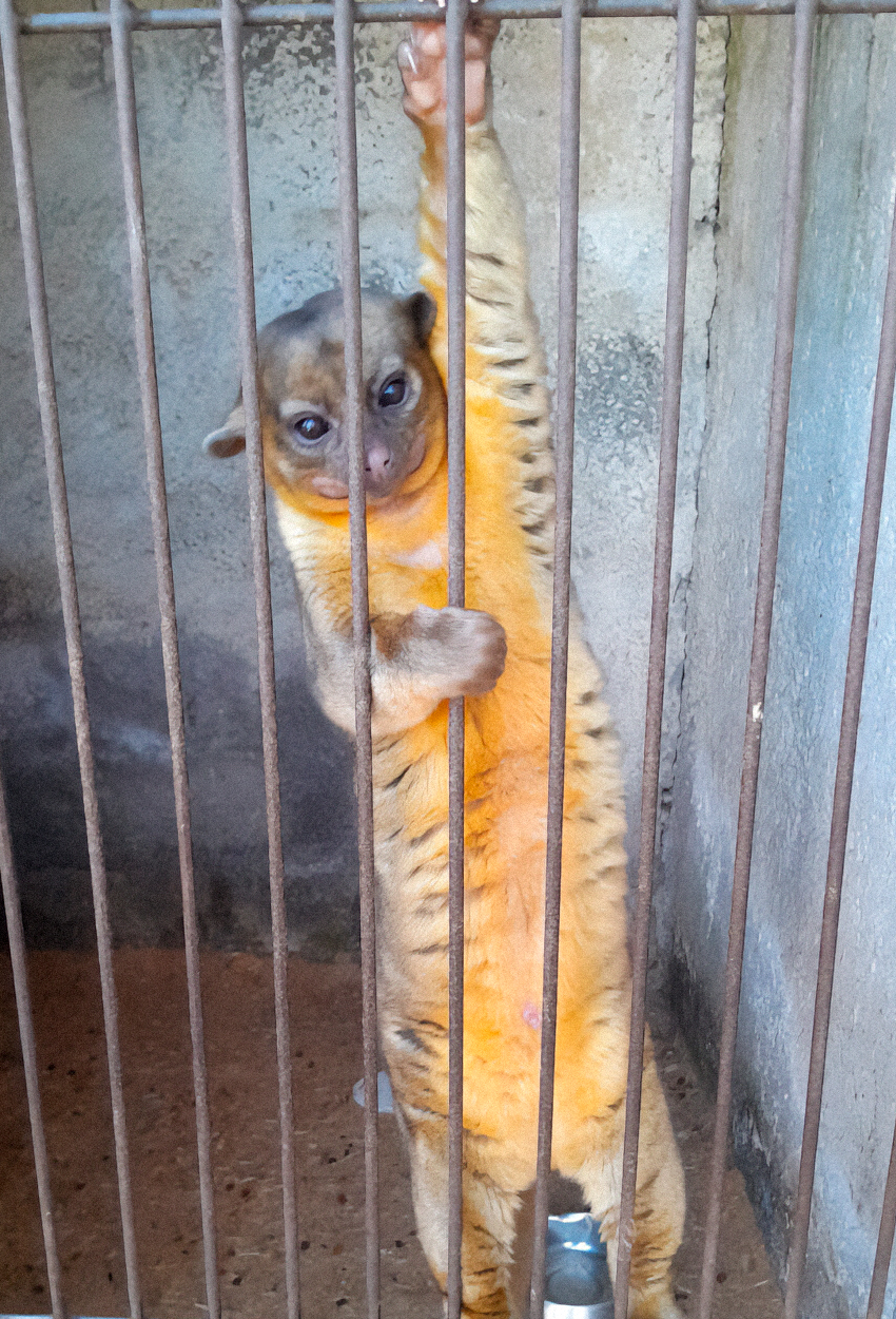 Kinkajou hanging by its paws to the bars of its cage as it stares at the camera with its belly exposed.